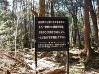 Aokigahara-forest-of-suicides-002.jpg