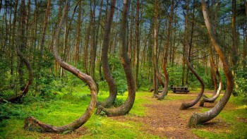 hoia-forest-the-5-freakiest-places-on-earth.jpeg