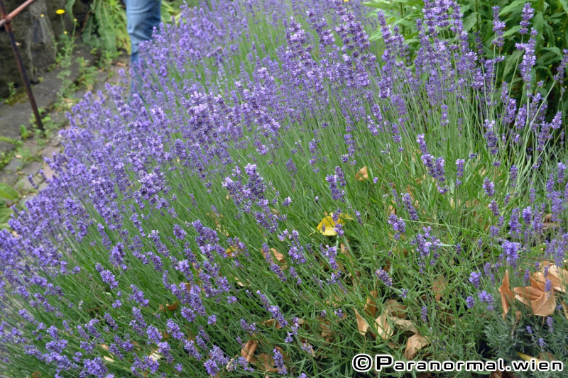 Ghosthuntertreffen 2017 - 076