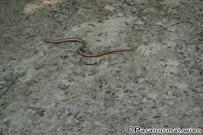 paranormalwien KlosterruineRiederberg - 039