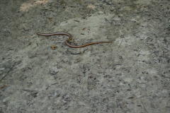 paranormalwien KlosterruineRiederberg - 039